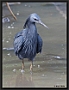 Zwarte Reiger, Black Heron, Egretta ardesiaca Location: Kotu, the Gambia zwarte reiger MG 6862-2 kopie
